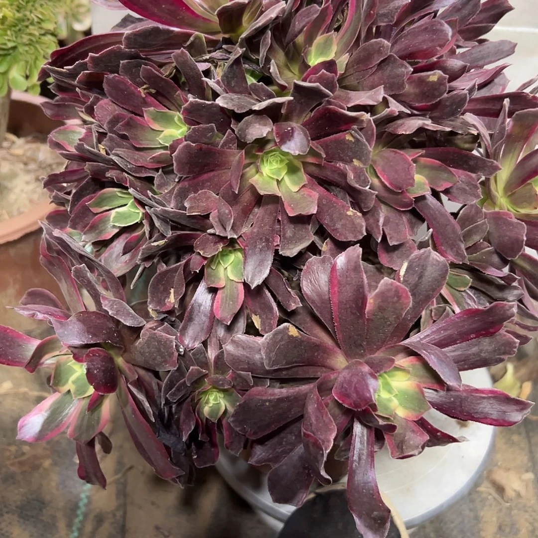 多肉植物赤霞飞法师108