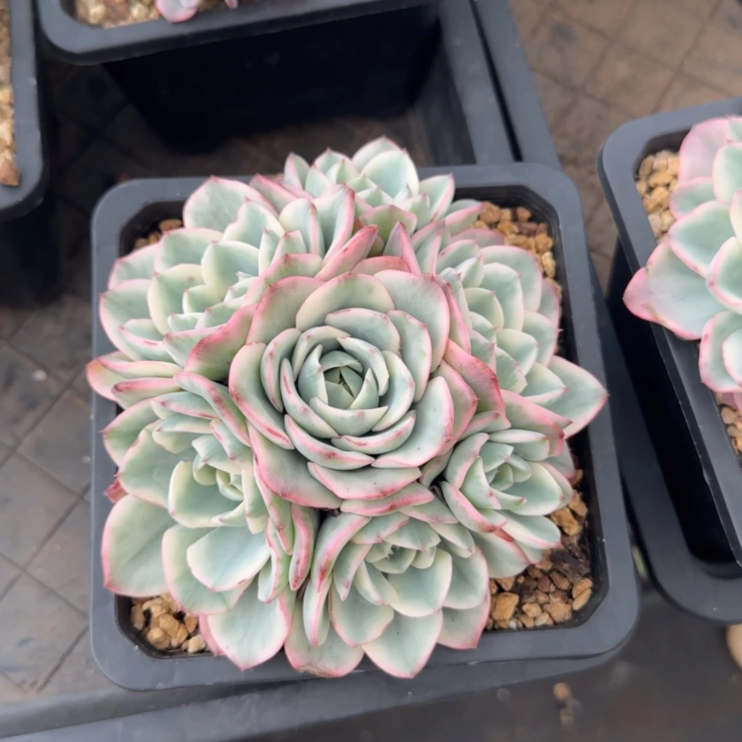 【闪购商品】奶油黄桃锦49.9