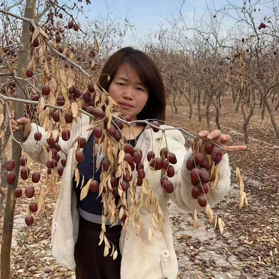 新疆麦盖提灰枣，颗大饱满，皮薄肉厚，灰枣叔叔
