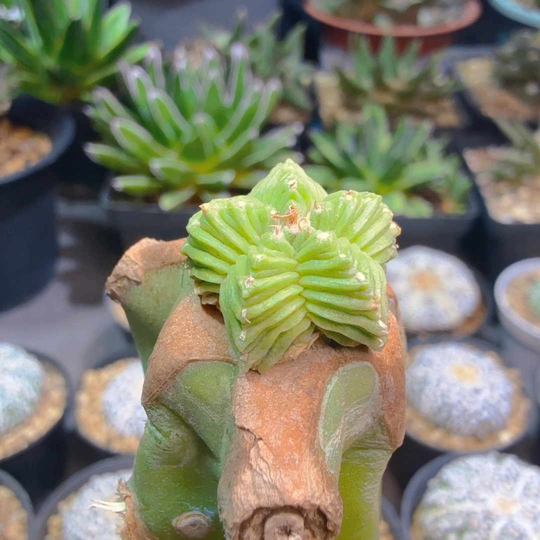 苗接花笼多肉植物