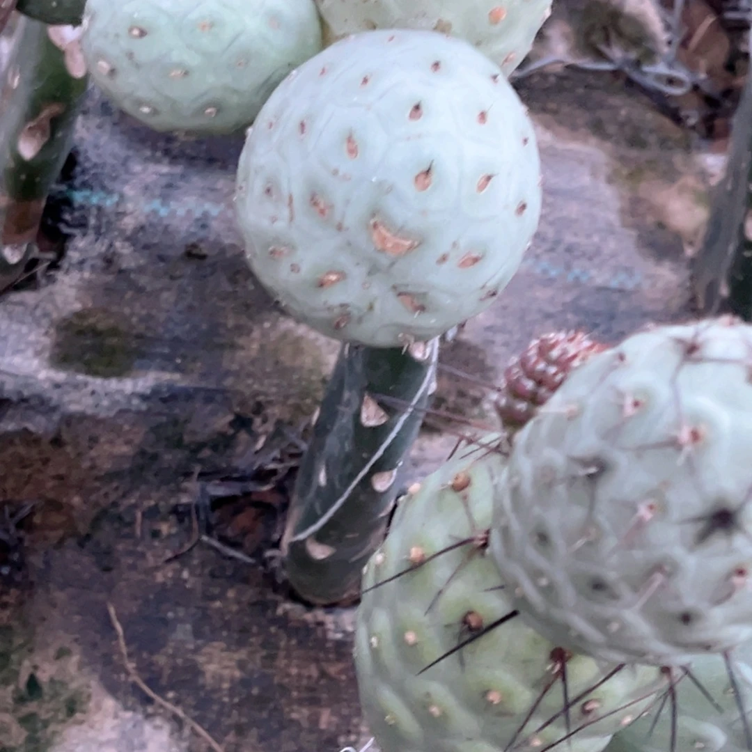 壹***唉嫁接白皮洞洞习志野仙人球