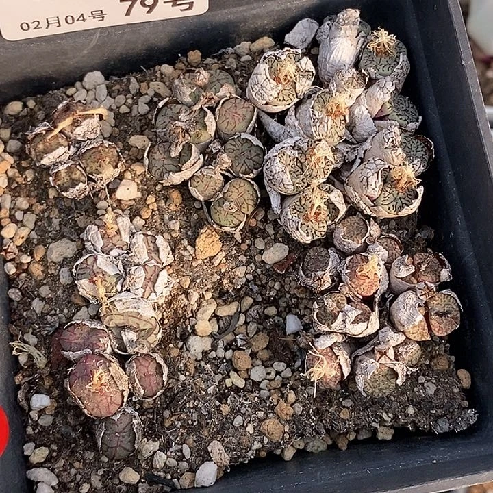 桃喜花园0204-79肉锥