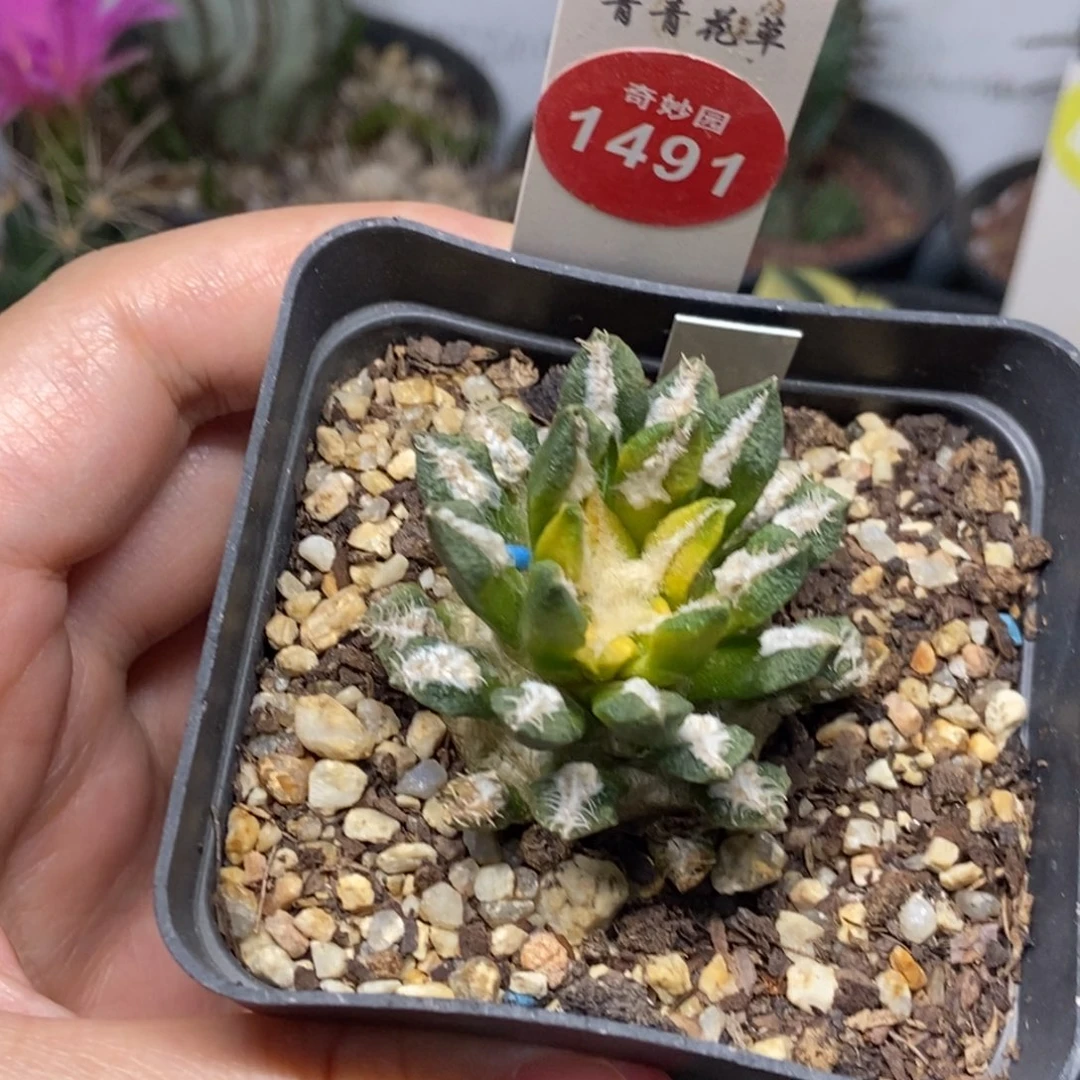 自根黑牡丹锦一颗仙人球