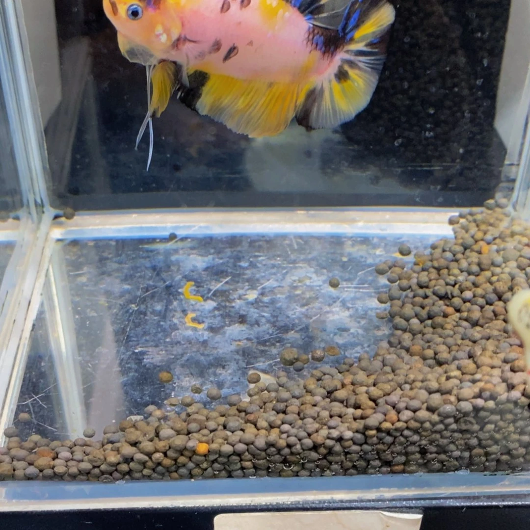 斗鱼379巨斗111111