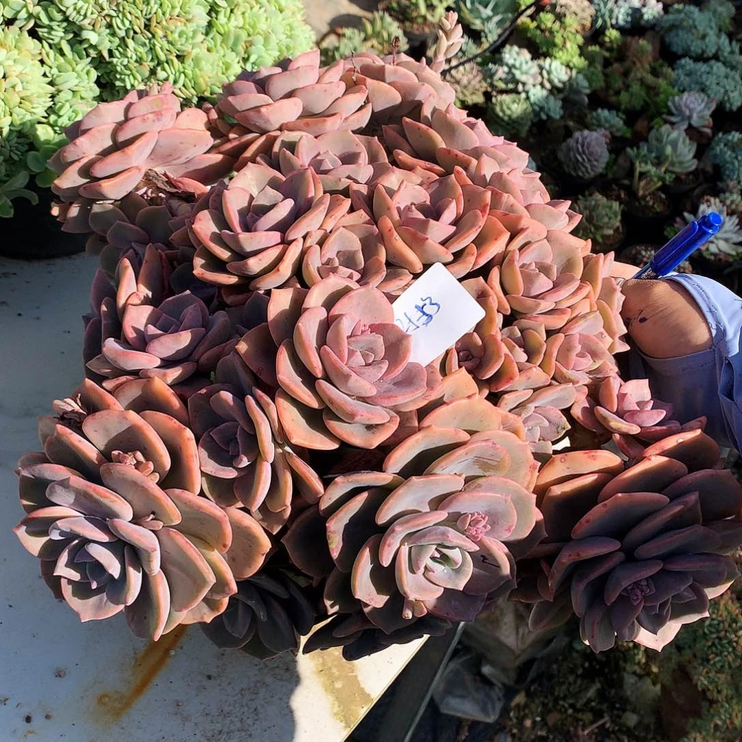 彩虹糖一物一拍25-53