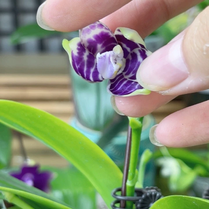 完全开放柳林3638-1835