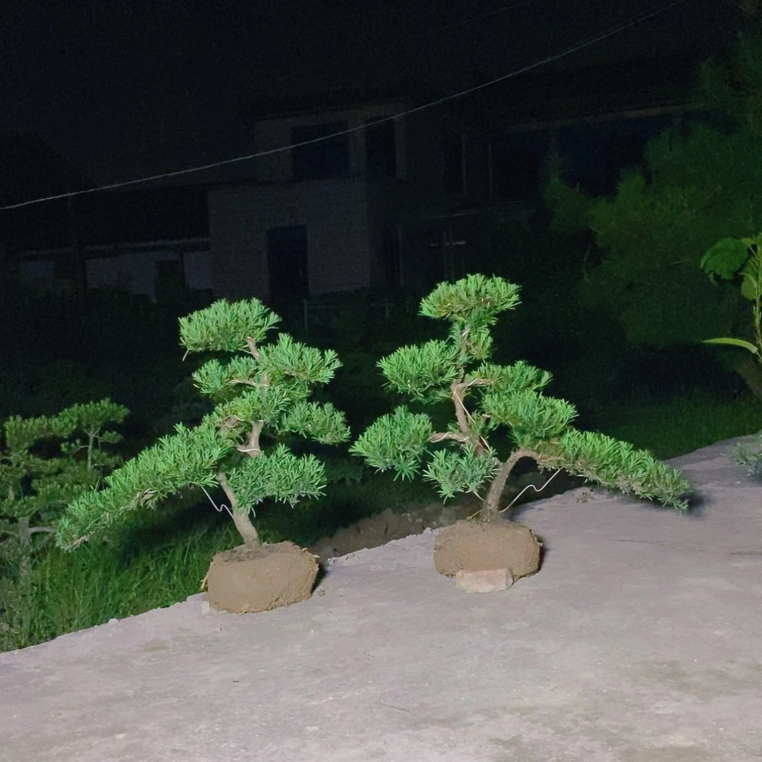 直播间罗汉松530/2科