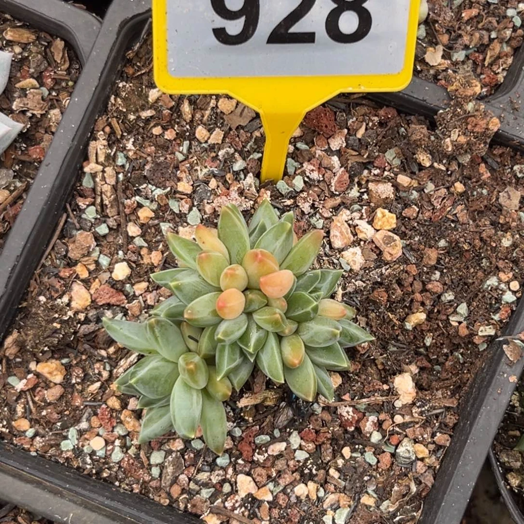 多肉植物莫吉托928