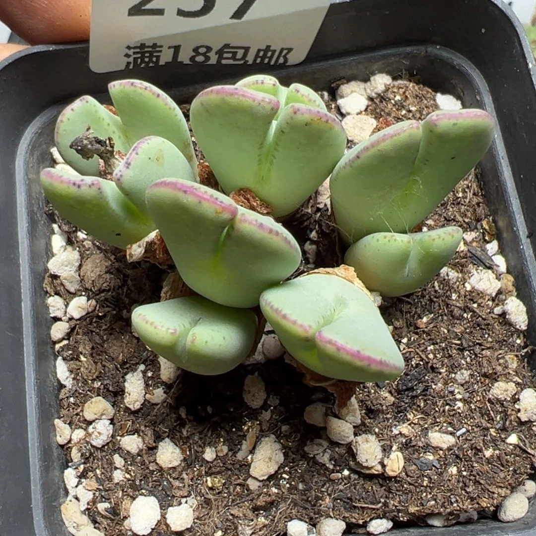 【闪购商品】 257。