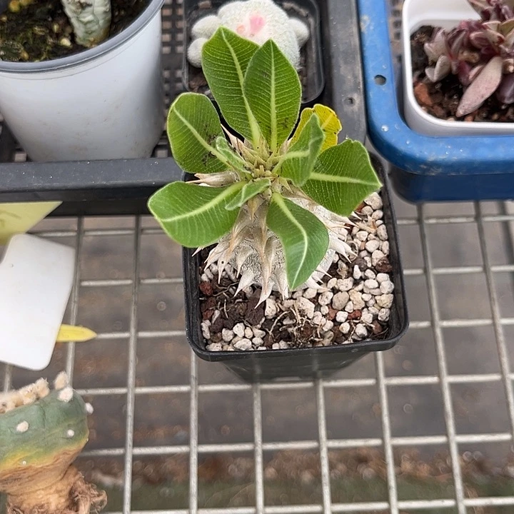 当前无花朵，栽培后可花朵馥****4