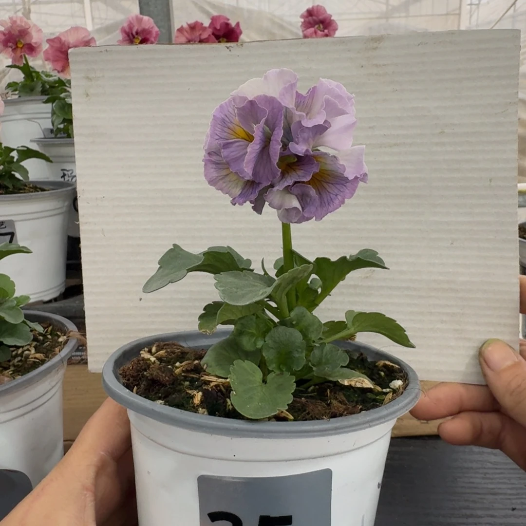 全部花朵35号角堇