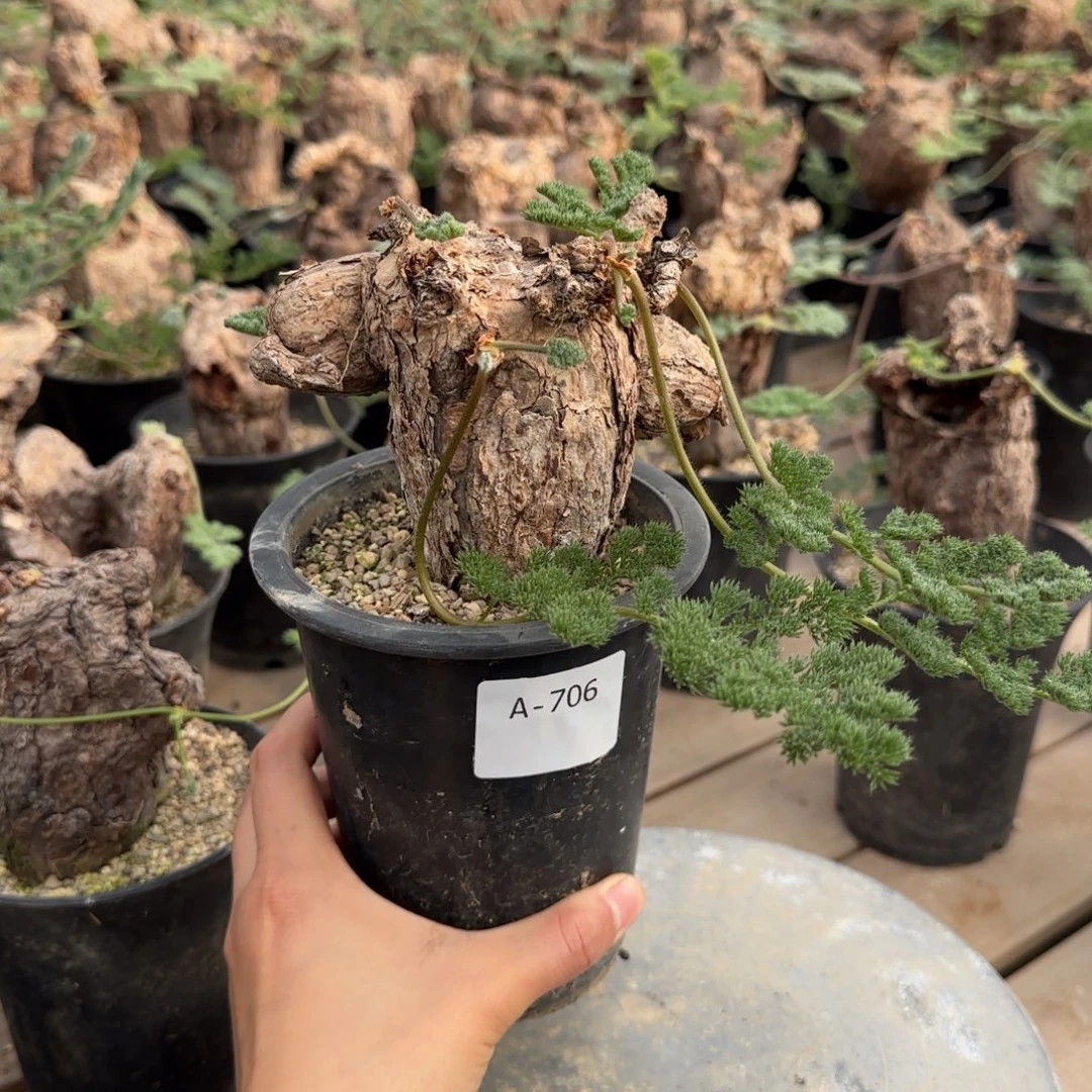 706枯木洋葵块根植物