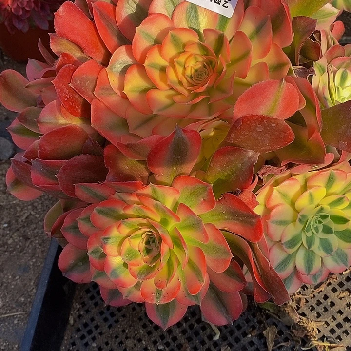 多肉香妃343多肉