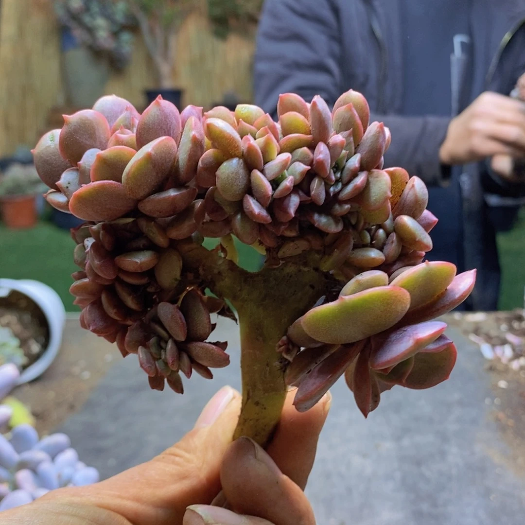 @****?160号大红袍缀多肉