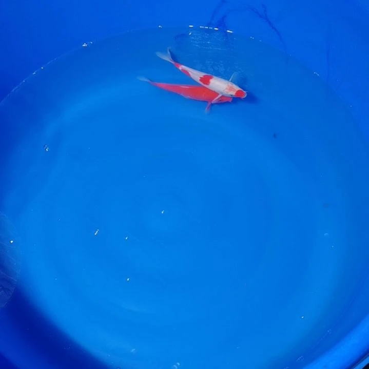 锦鲤！！！！！！！！！！！！！！！！