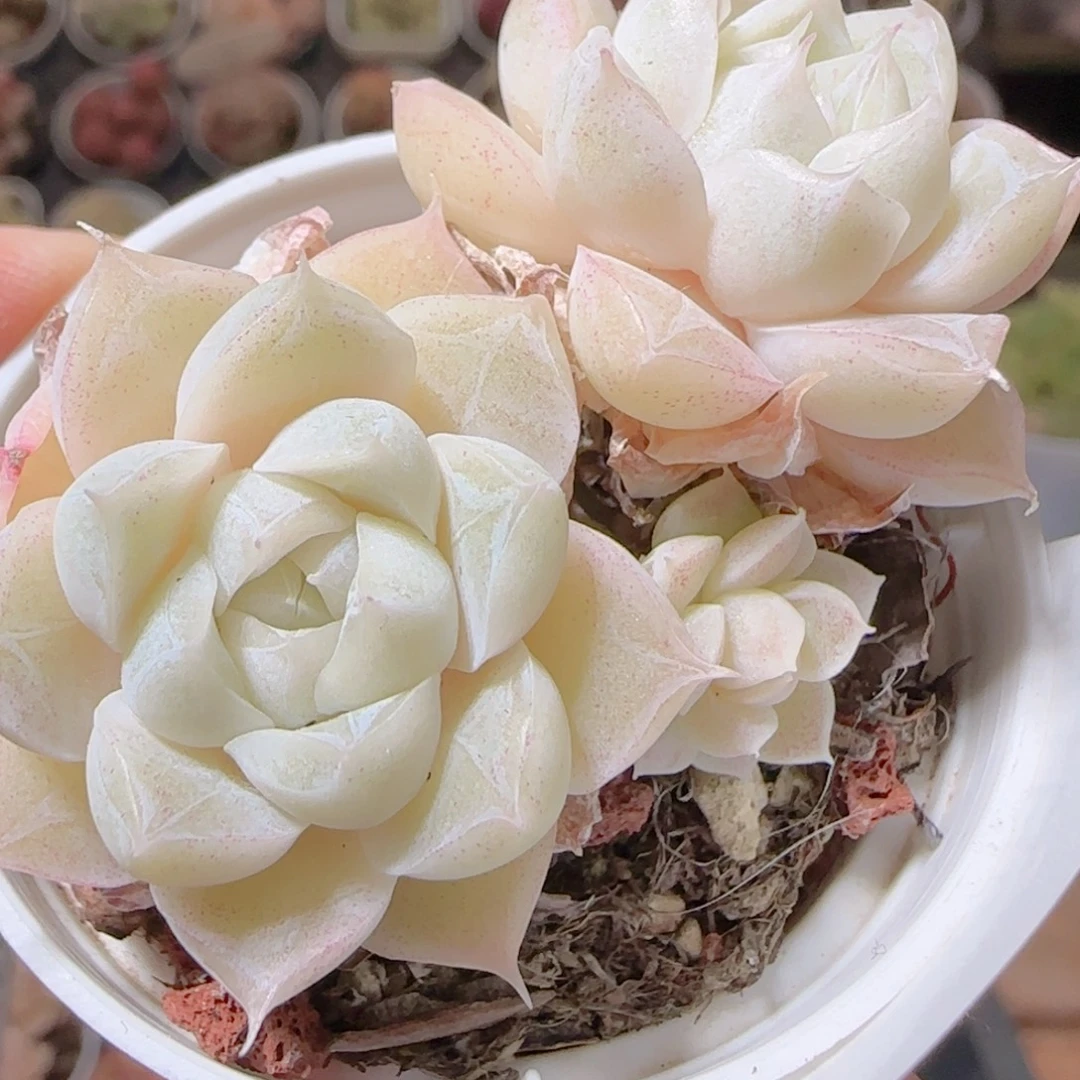 花语多肉1217-106散