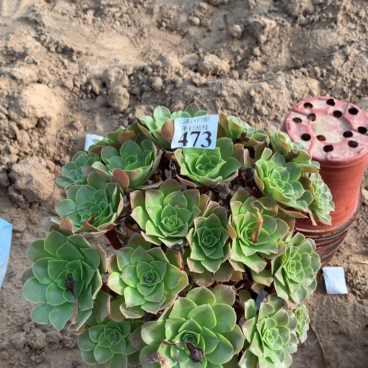 473柠檬玫瑰大绣球3北