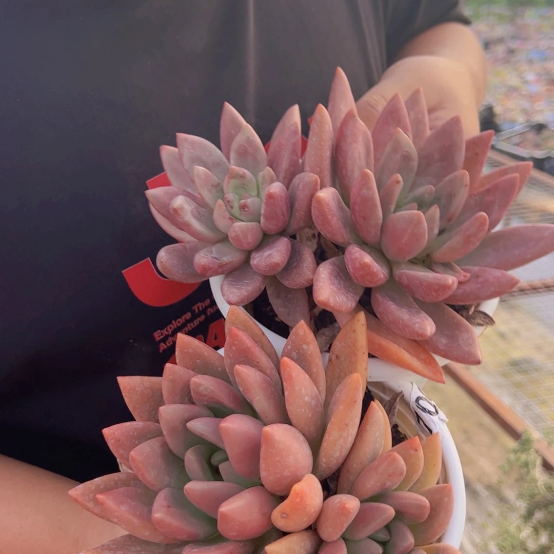 桃花源双头起发两盆