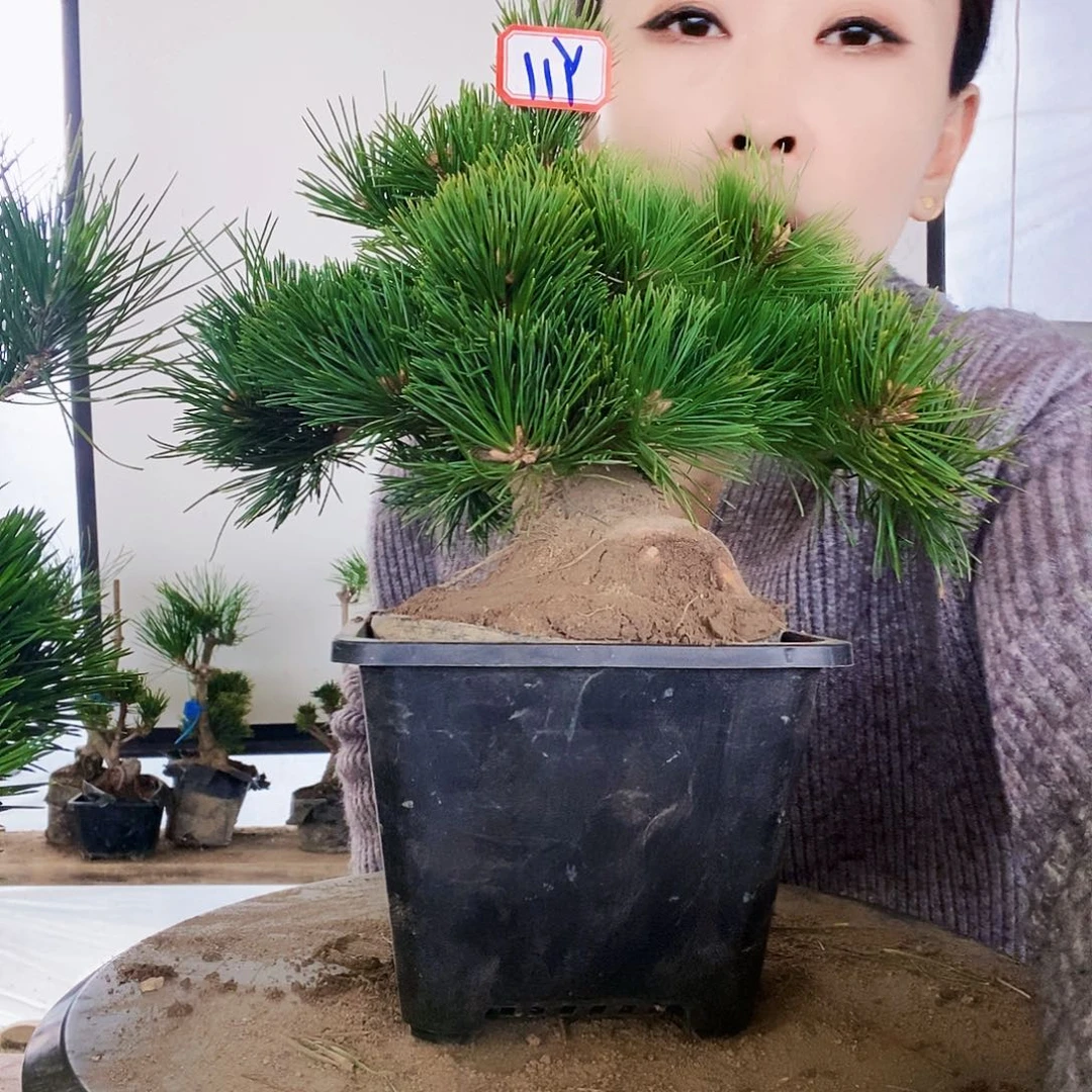 无花朵植物形态多年生草本