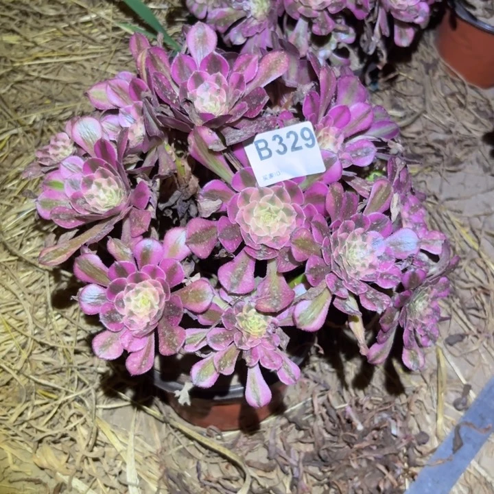 红铜白多肉植物不包损329
