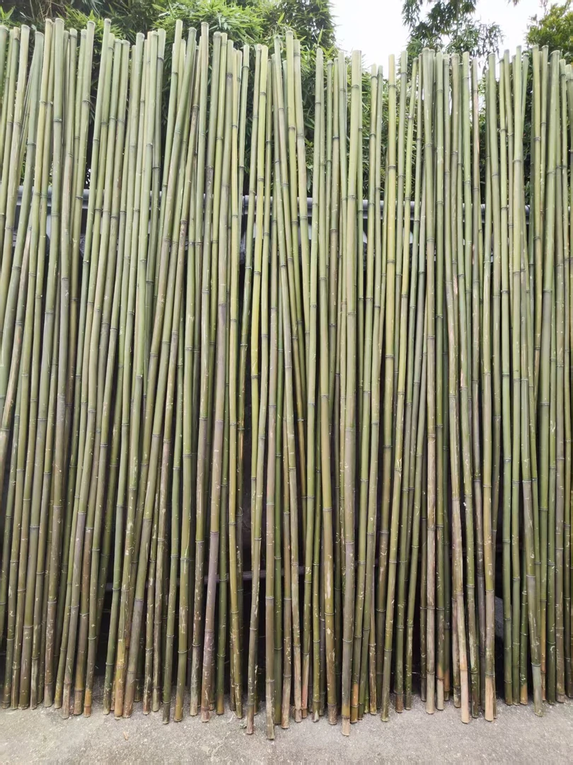 竹竿菜园搭架豆角黄瓜西红柿爬藤架园艺篱笆围栏支撑架杆旗杆竹子