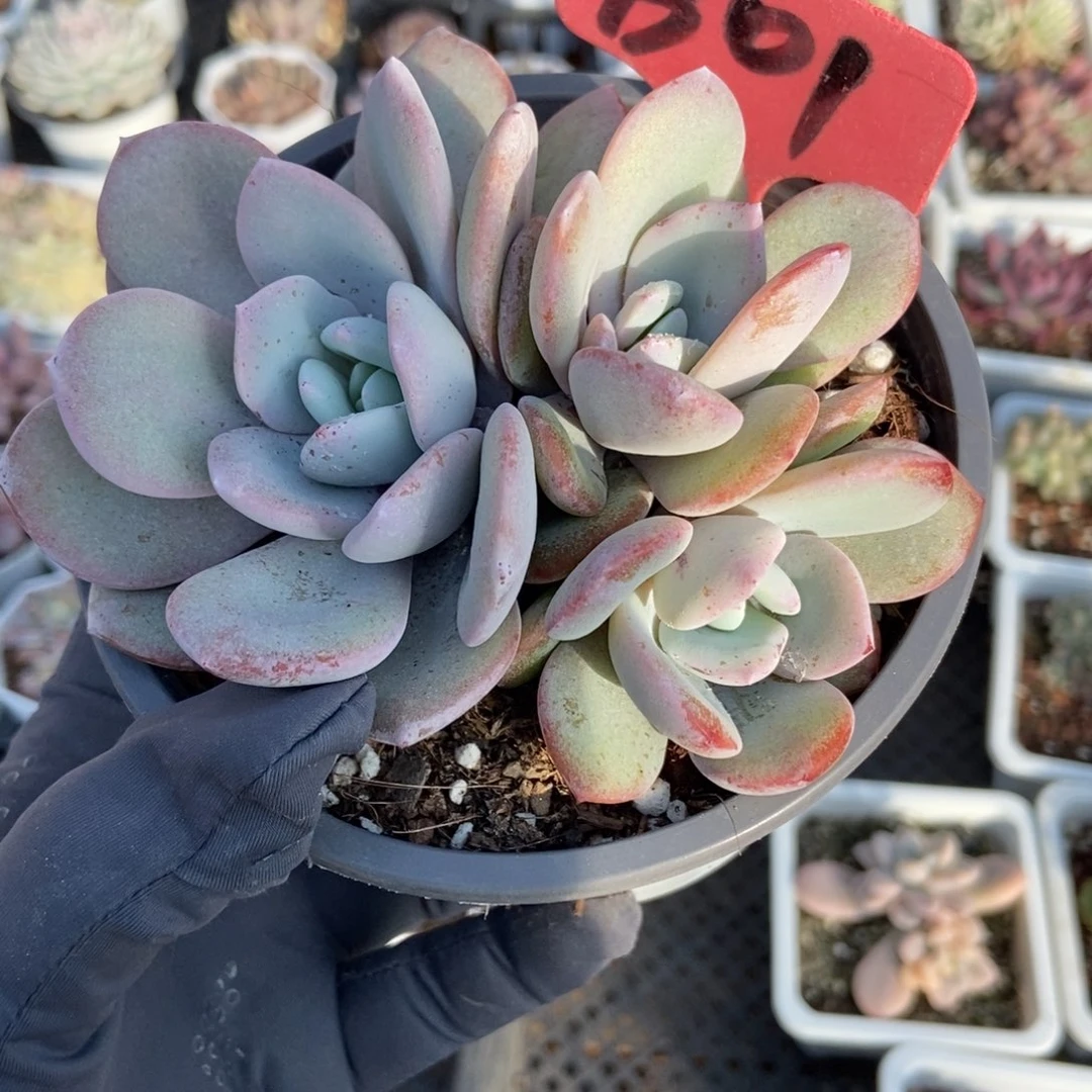 01奶茶多肉植物多肉