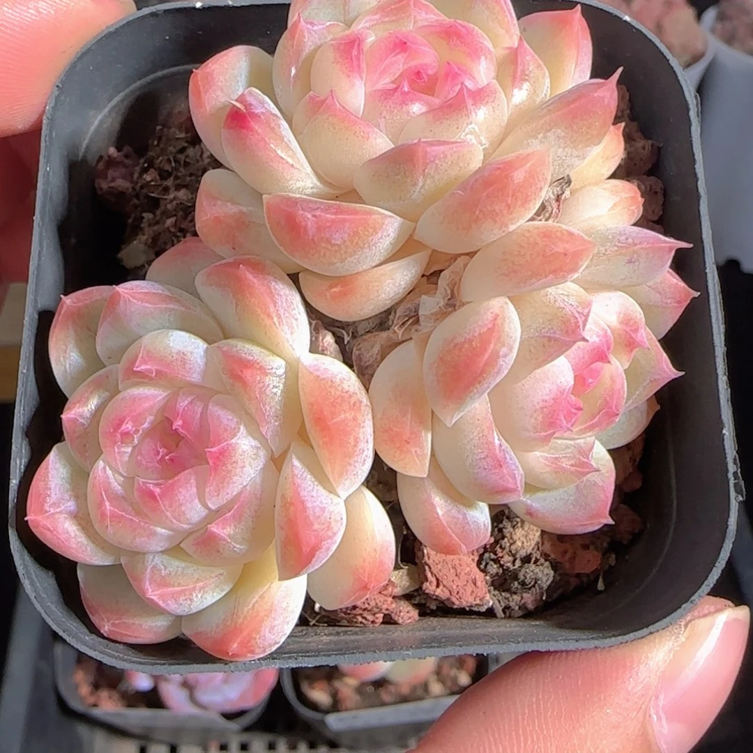 多肉0102-60白桃汽水三头