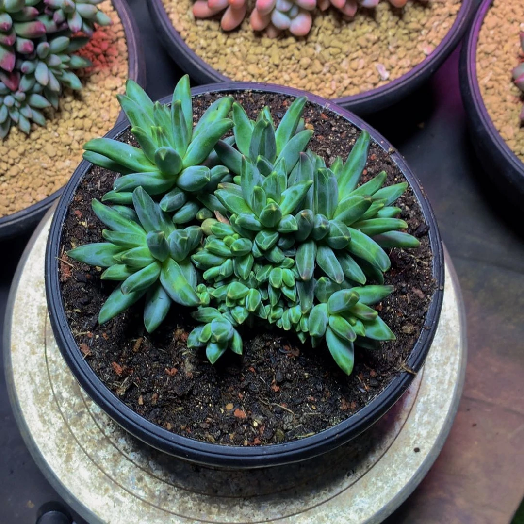 霸***香哈哈哈哈哈哈哈哈哈哈哈哈