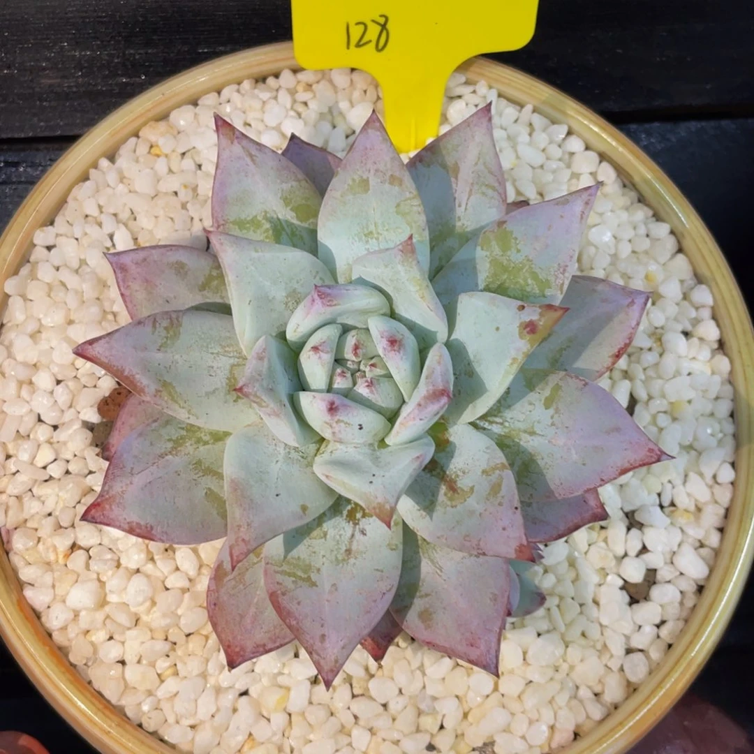 大***瑞多肉植物盆栽多肉植物