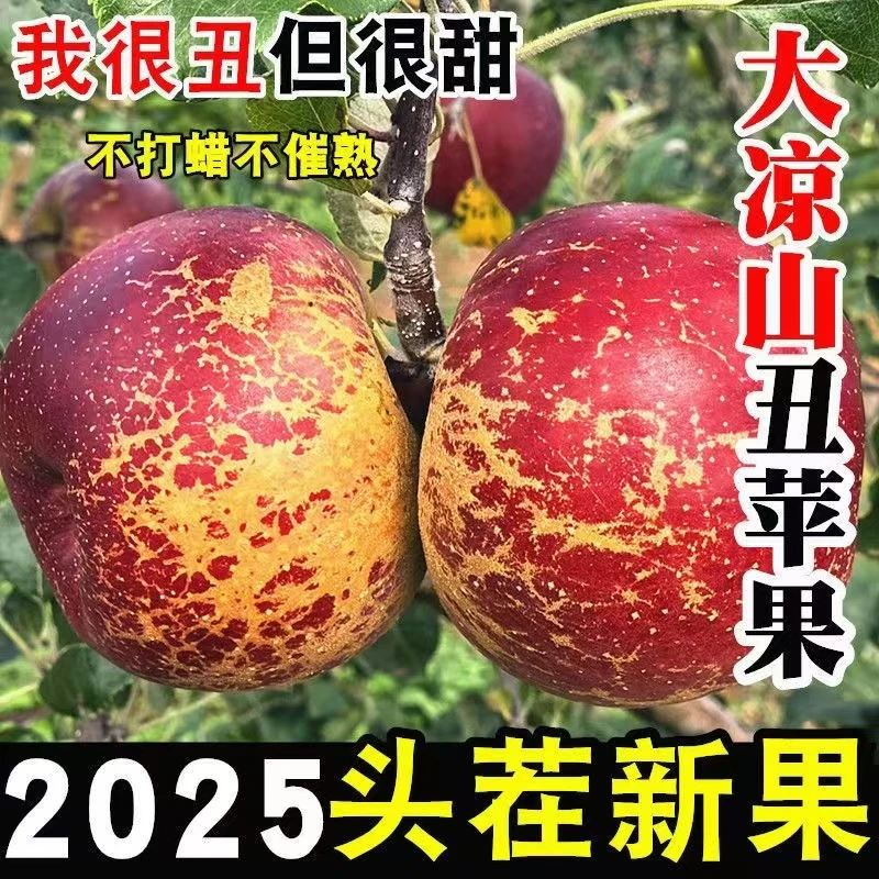 大凉山正宗冰糖心丑苹果新鲜现摘脆甜多汁水果