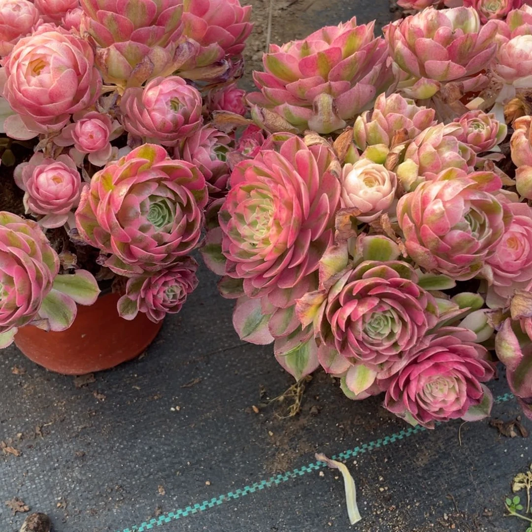 蓝*100000000000000012