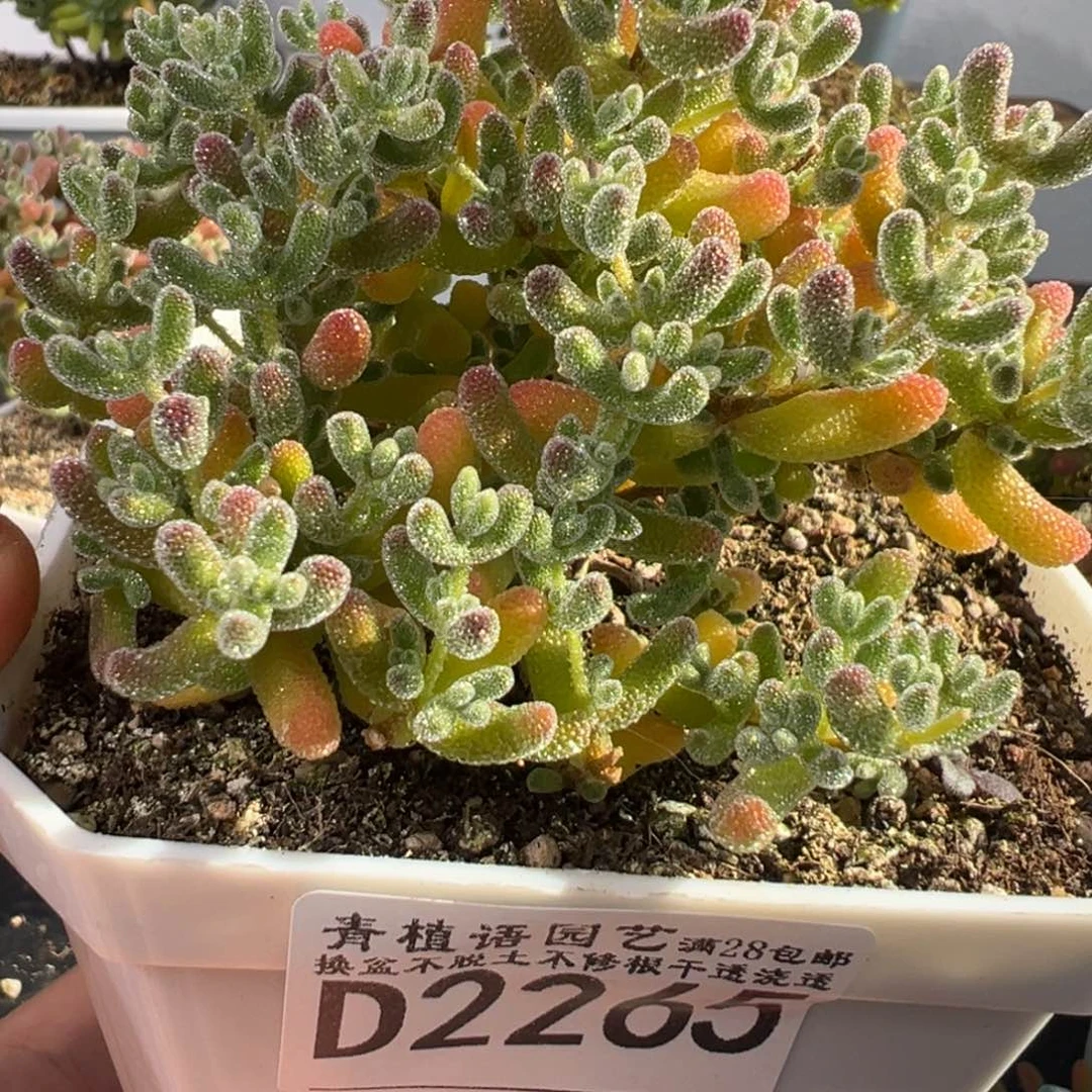 糯***酱D2265冰晶枝干一物一拍