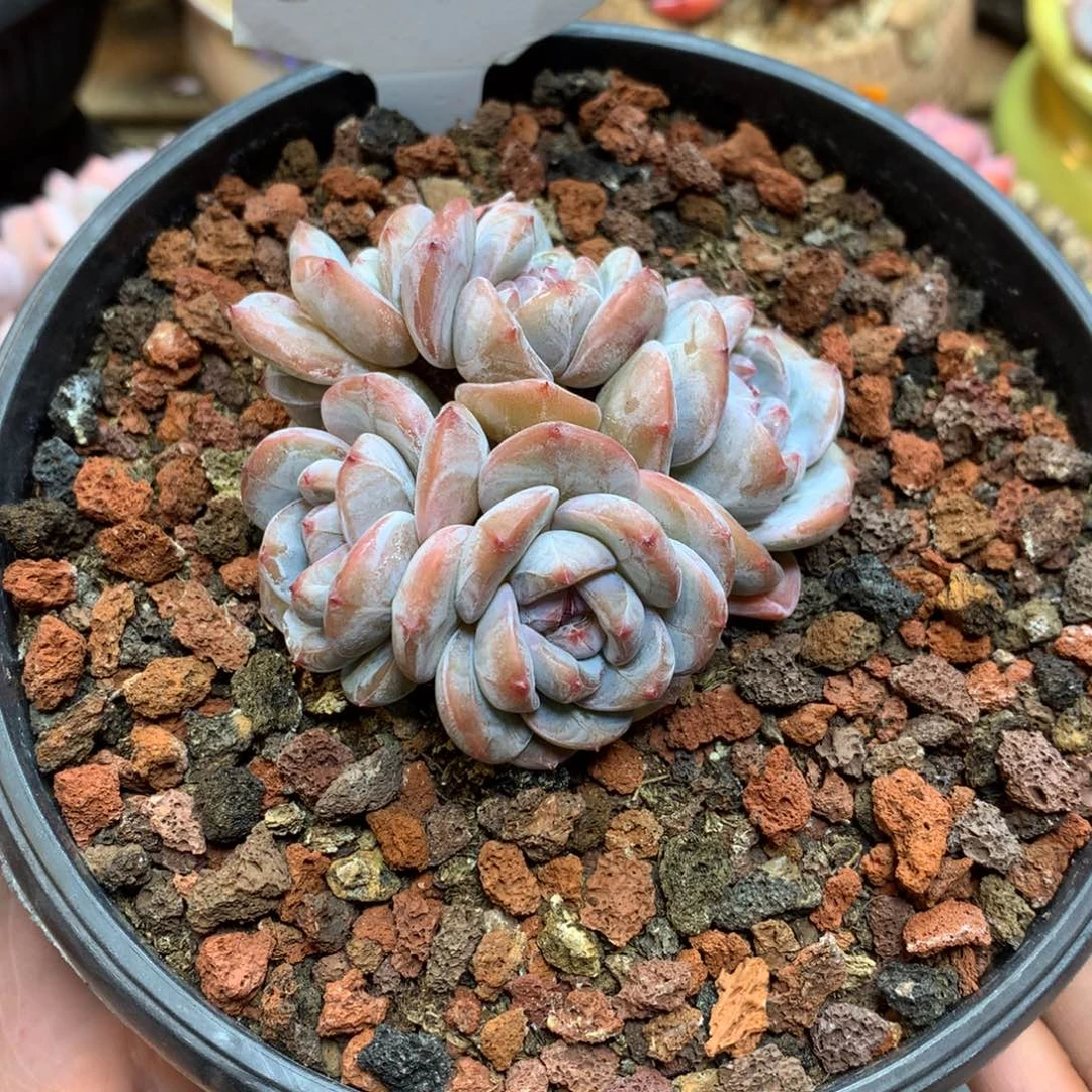 S2978 星影福利 捡漏