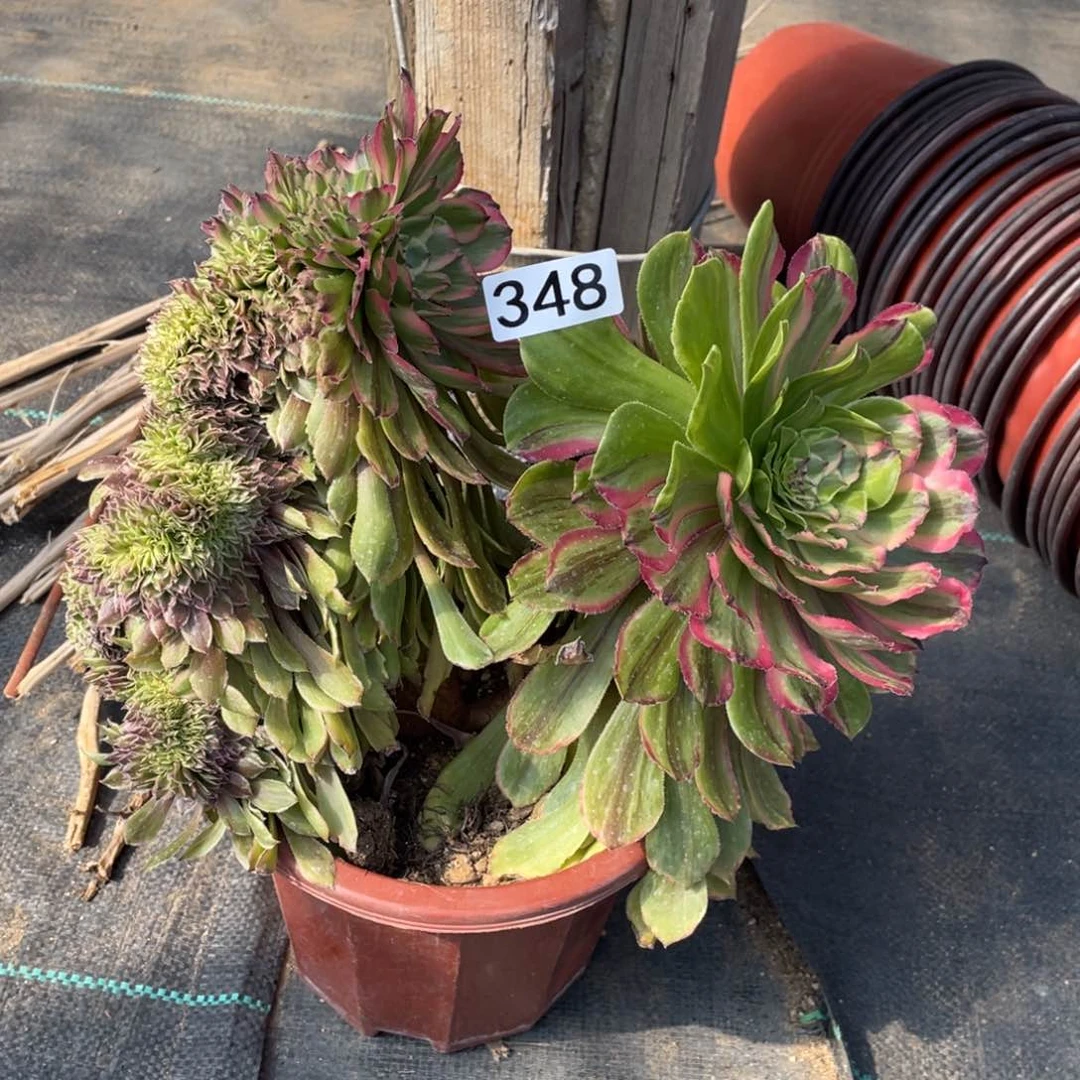 花脸粉黛法师缀化嫩桩