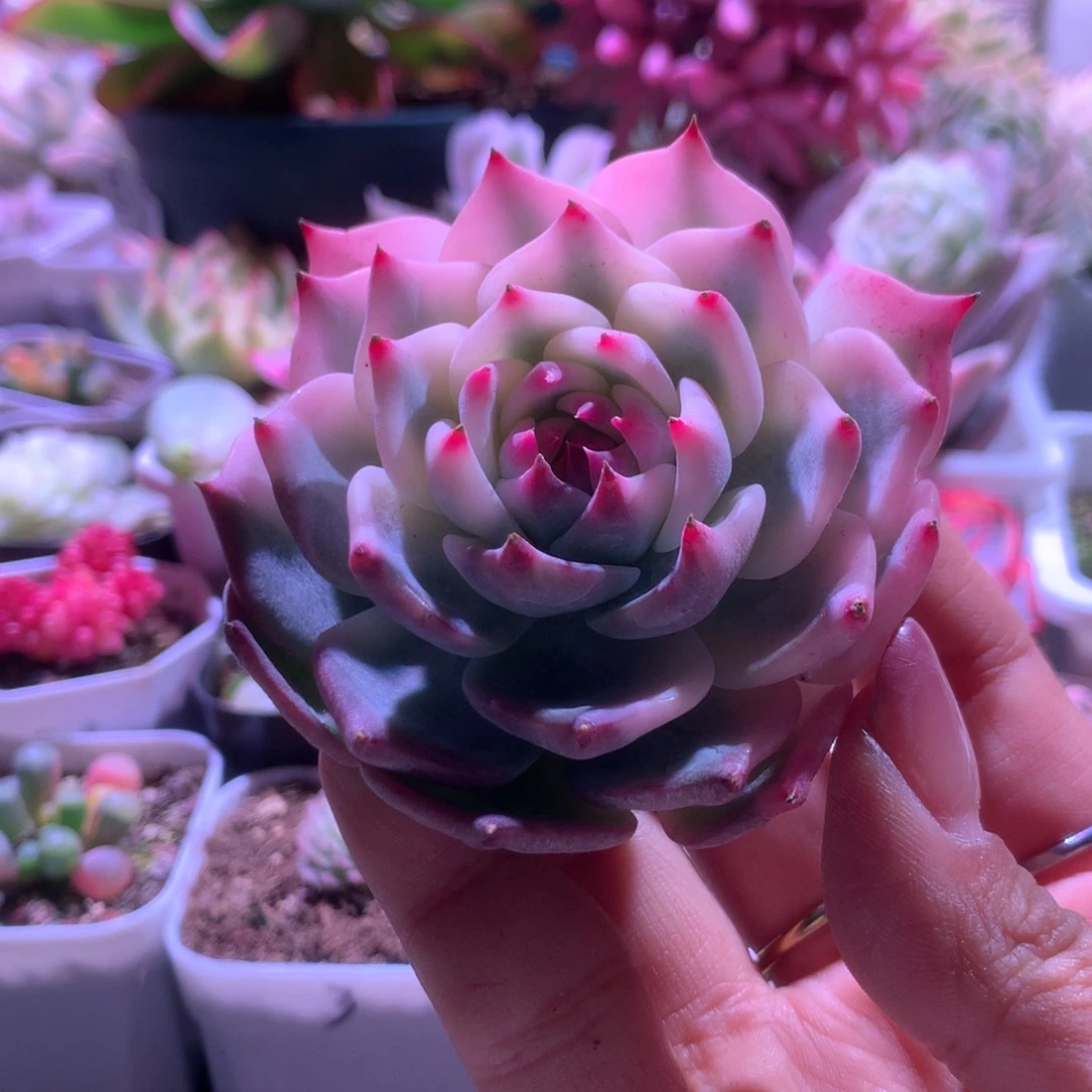 圆叶吉娃娃花脸花脸