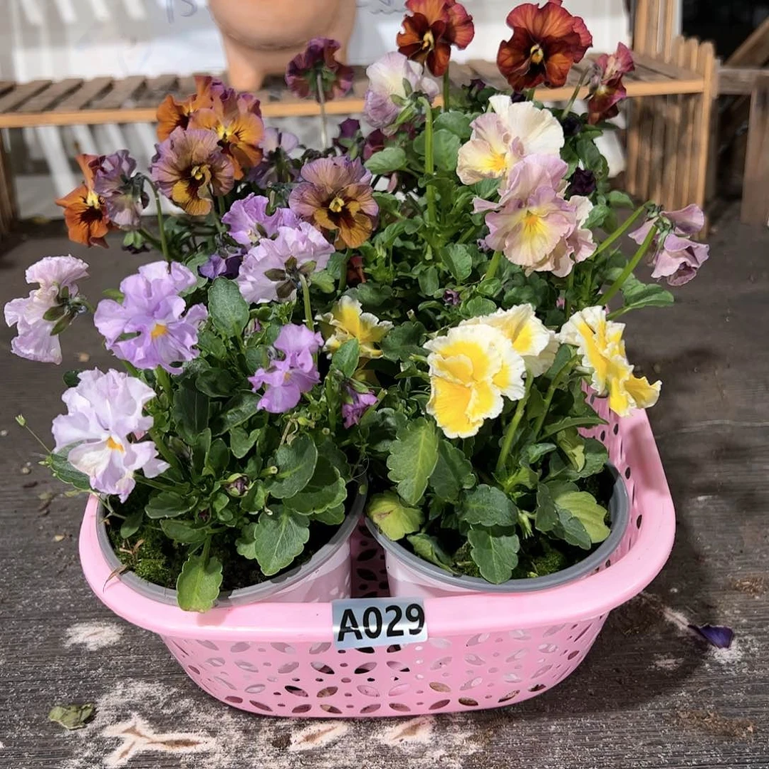 【闪购商品】029号