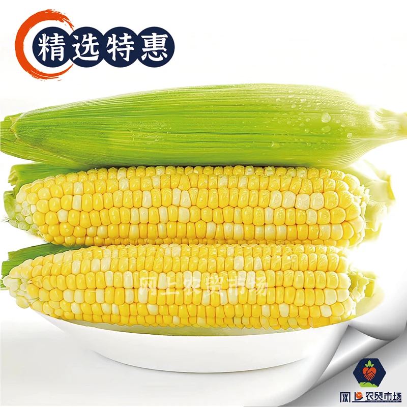 【新鲜包谷】水果玉米/甜玉米约250g/支（甜嫩多汁）