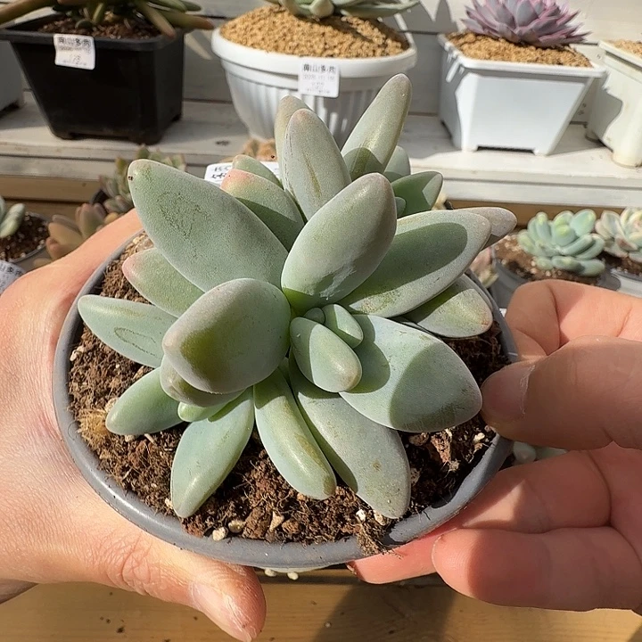 四头企鹅111115-209