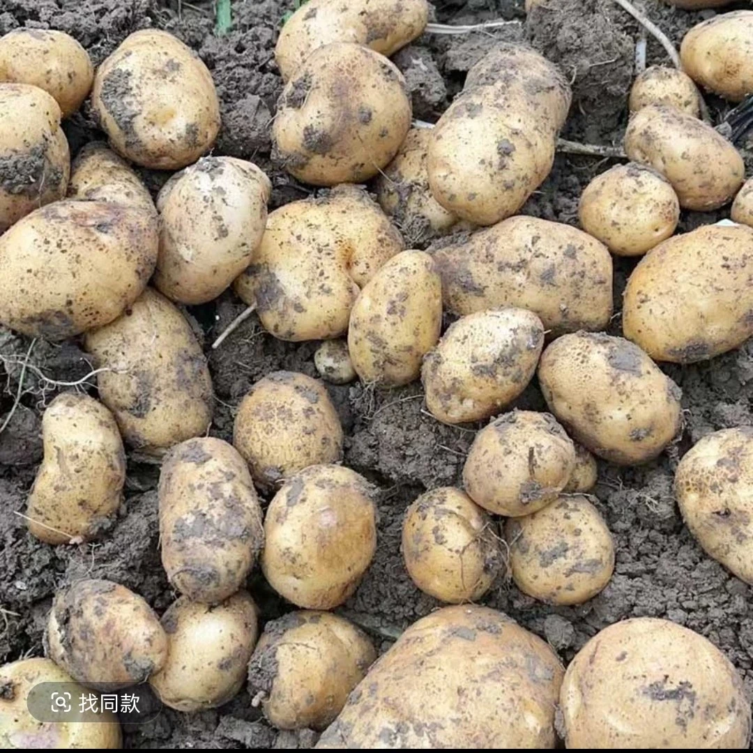 恩施小土豆老品种小洋芋农家高山黄皮黄心新鲜土豆软糯可口新洋芋