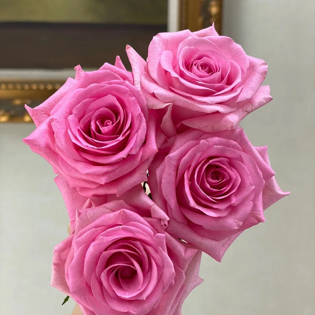 【花晓】苏醒玫瑰18支+2支防损（天冷拍保温棉否则冻坏不售后）