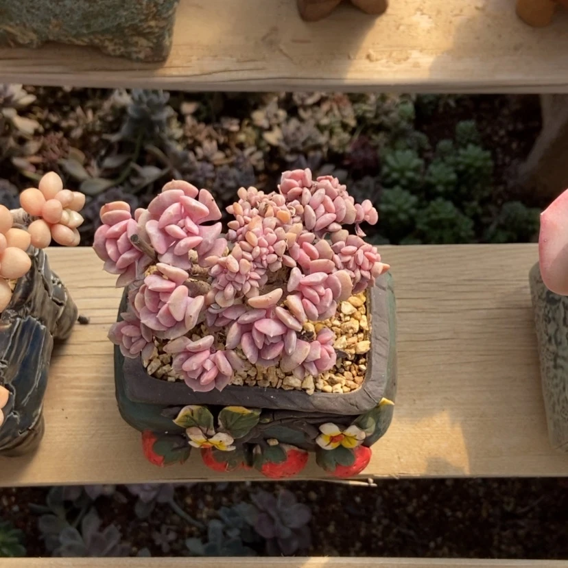 【闪购商品】血精灵朵朵瑕疵