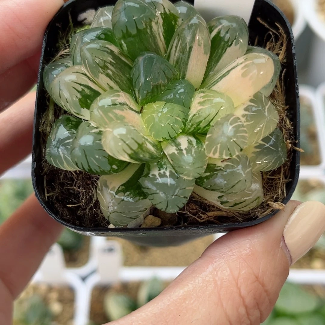 418冰灯玉露锦哈哈哈哈哈哈哈