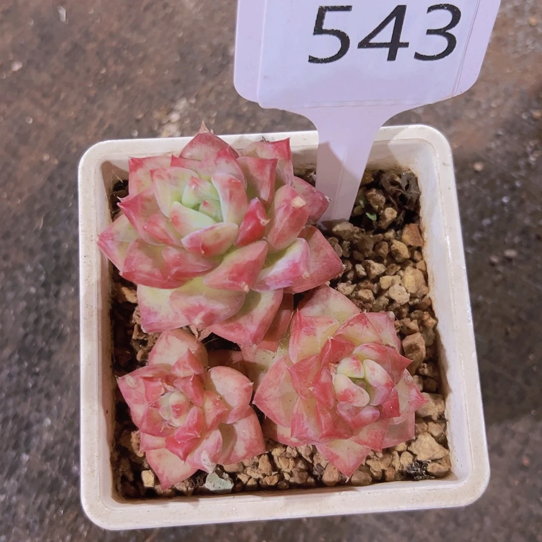 皎*543美肉20元元