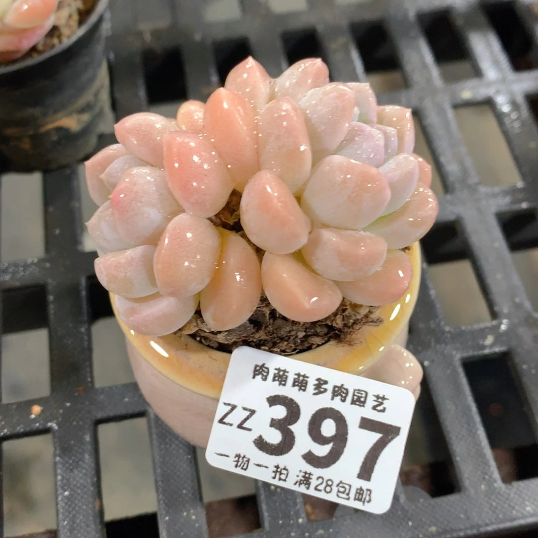 肉萌萌拇指盆精控多肉ZZ397