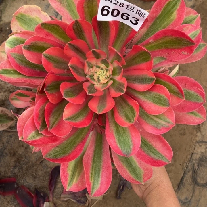 6063女巫多肉植物