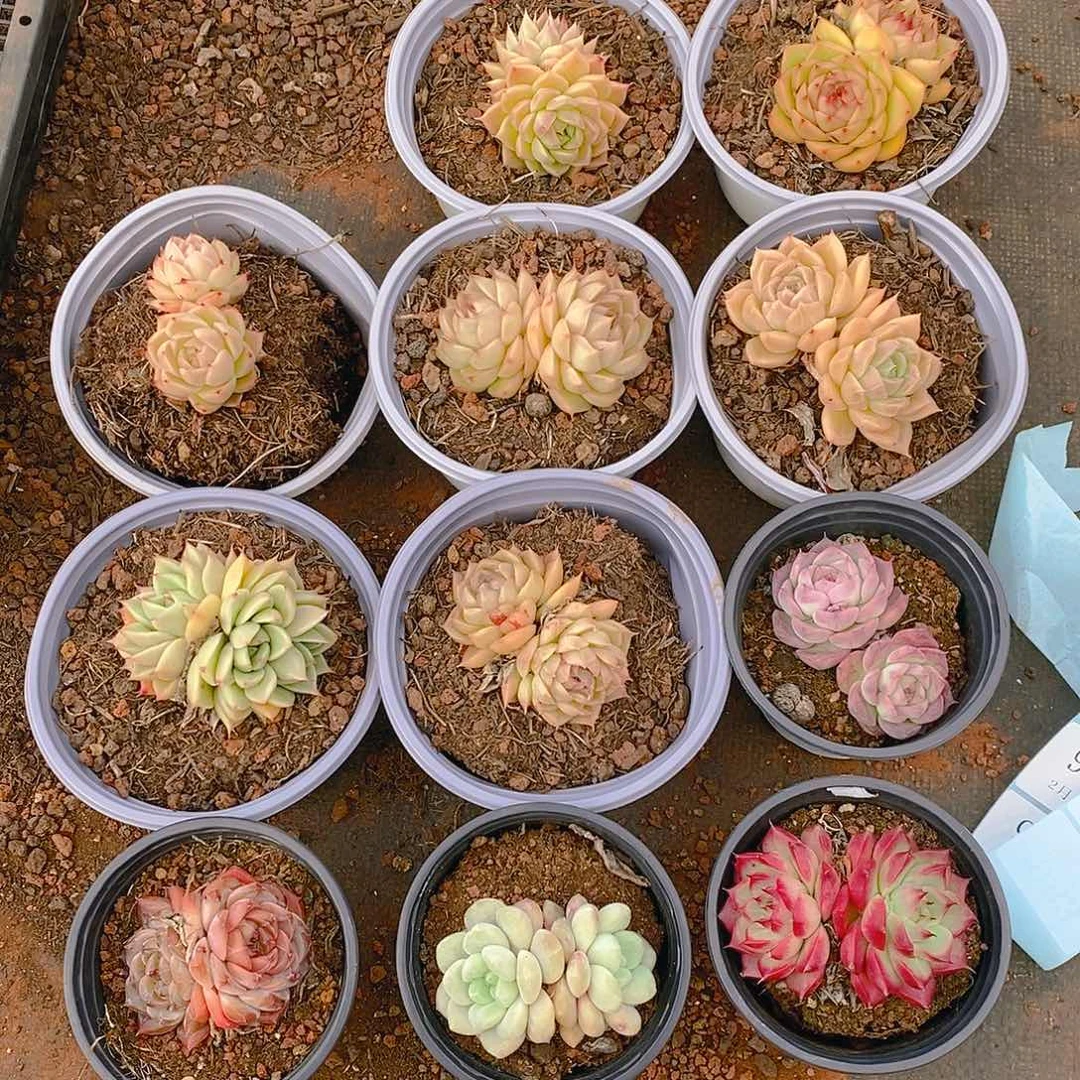 【闪购商品】金***?金豆子11颗