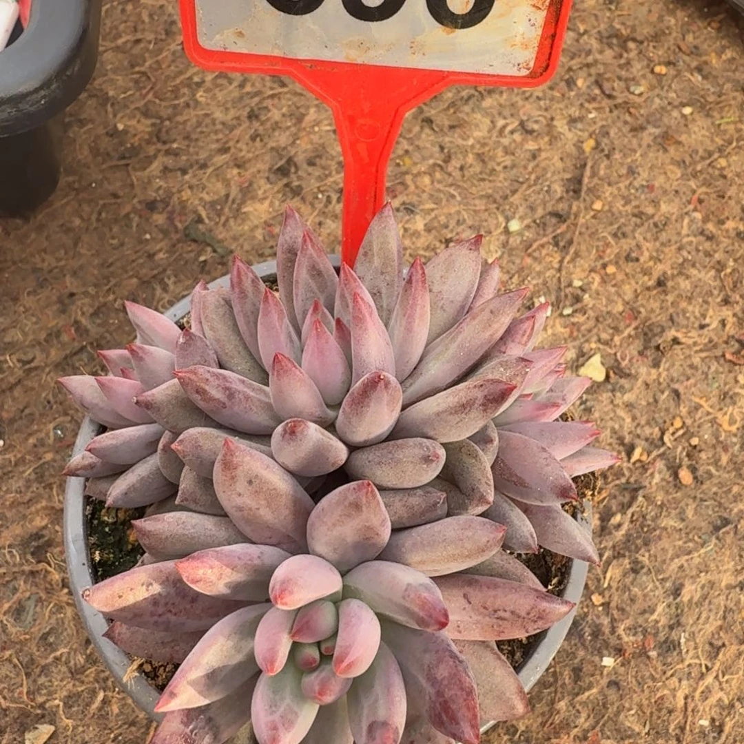 多肉羽毛纹虞美人696