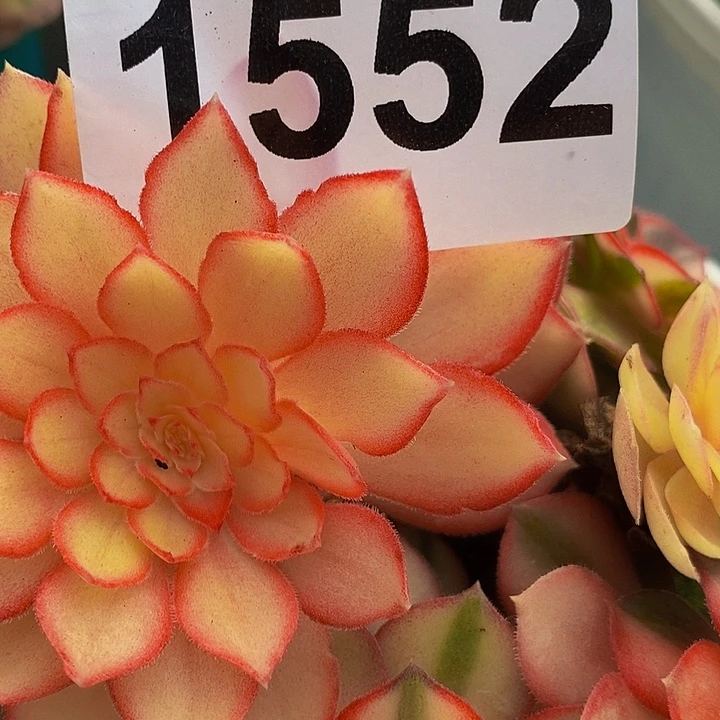 风****1552多肉植物黑魔锦