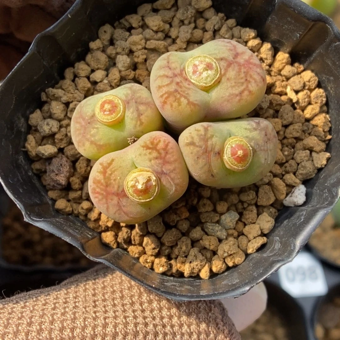 多肉植物肉锥杂交K-105 下播