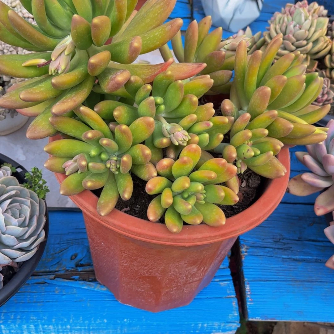 好姑娘多肉，金蝉